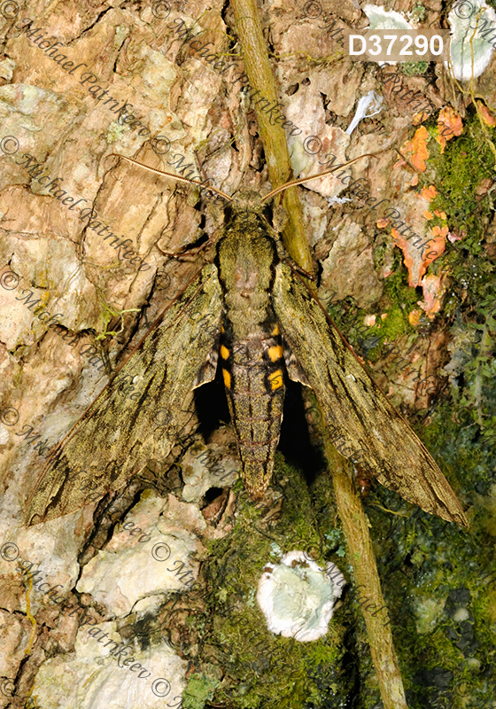 Lucifer Sphinx (Amphonyx lucifer)